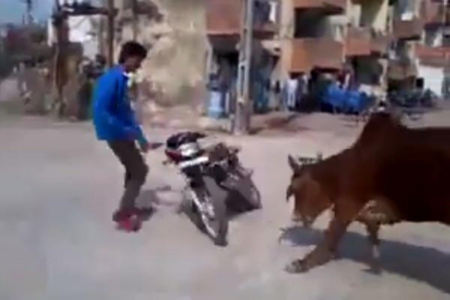 Burnout με «παπί» κατέληξε σε κυνηγητό από αγελάδες! (video)