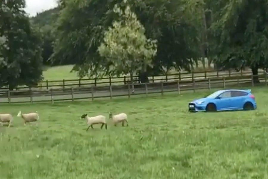 Τσοπάνης με Ford Focus RS (+video)