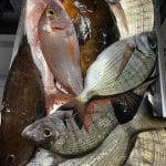 to-steki-tou-andrea-andros-5