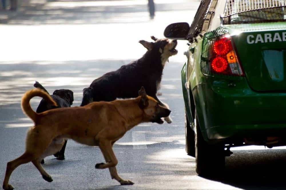 Γιατί τα σκυλιά κυνηγάνε τα αυτοκίνητα;