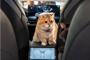 Οι γάτες είναι ο νέος πονοκέφαλος της Tesla