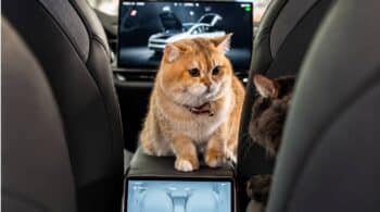 Οι γάτες είναι ο νέος πονοκέφαλος της Tesla