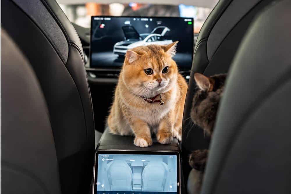 https://cdn.autogreeknews.gr/wp-content/uploads/2026/10/tesla-vs-cats.jpg
